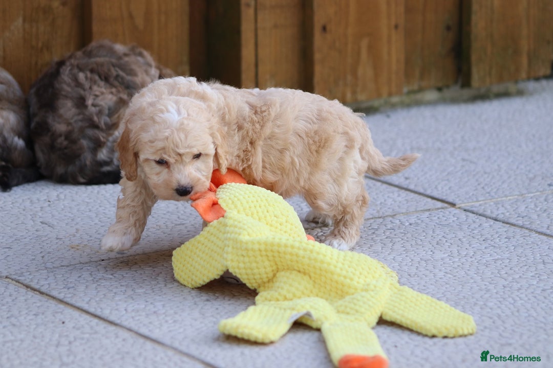 Cockapoo dogs for sale: Cockapoo puppies for sale!  - Advert 12