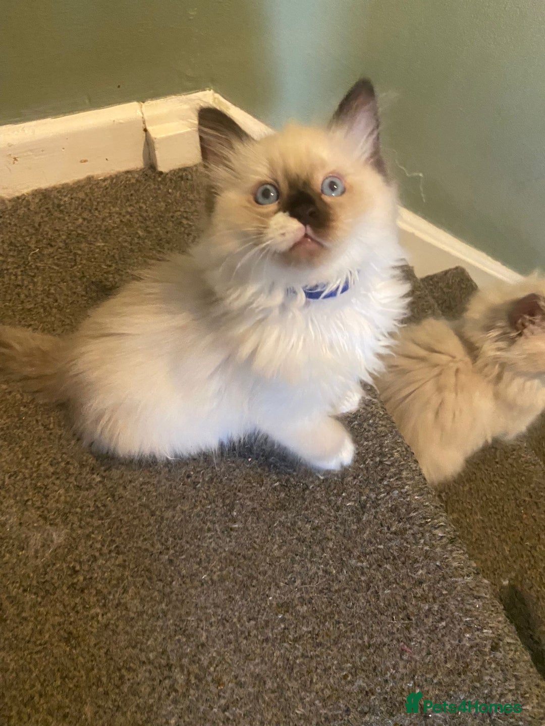 Ragdoll cats for sale: Tica Registered Ragdolls - Advert 14