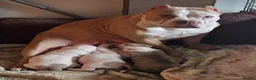 American Bully dogs for sale: Two Stunning American Bully Standard Puppies - Advert 21