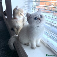 Scottish Fold cats - Advert 15