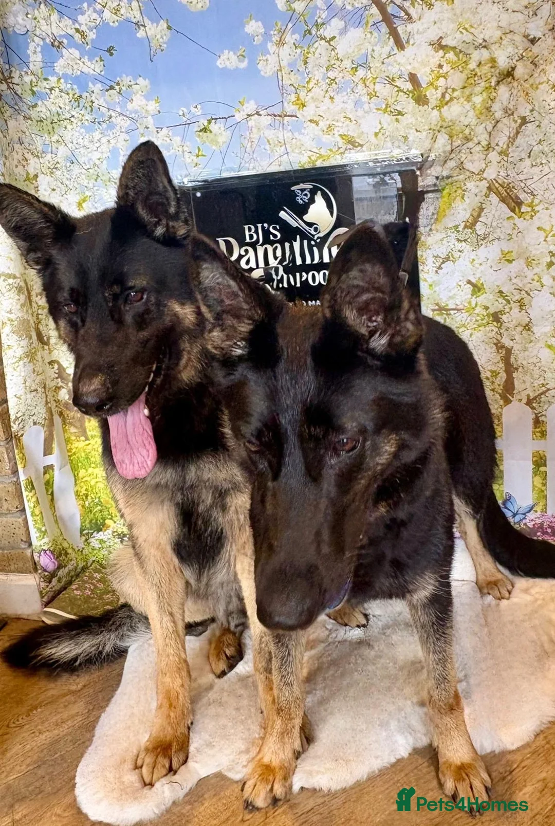 German Shepherd dogs for sale: Male  - Advert 2