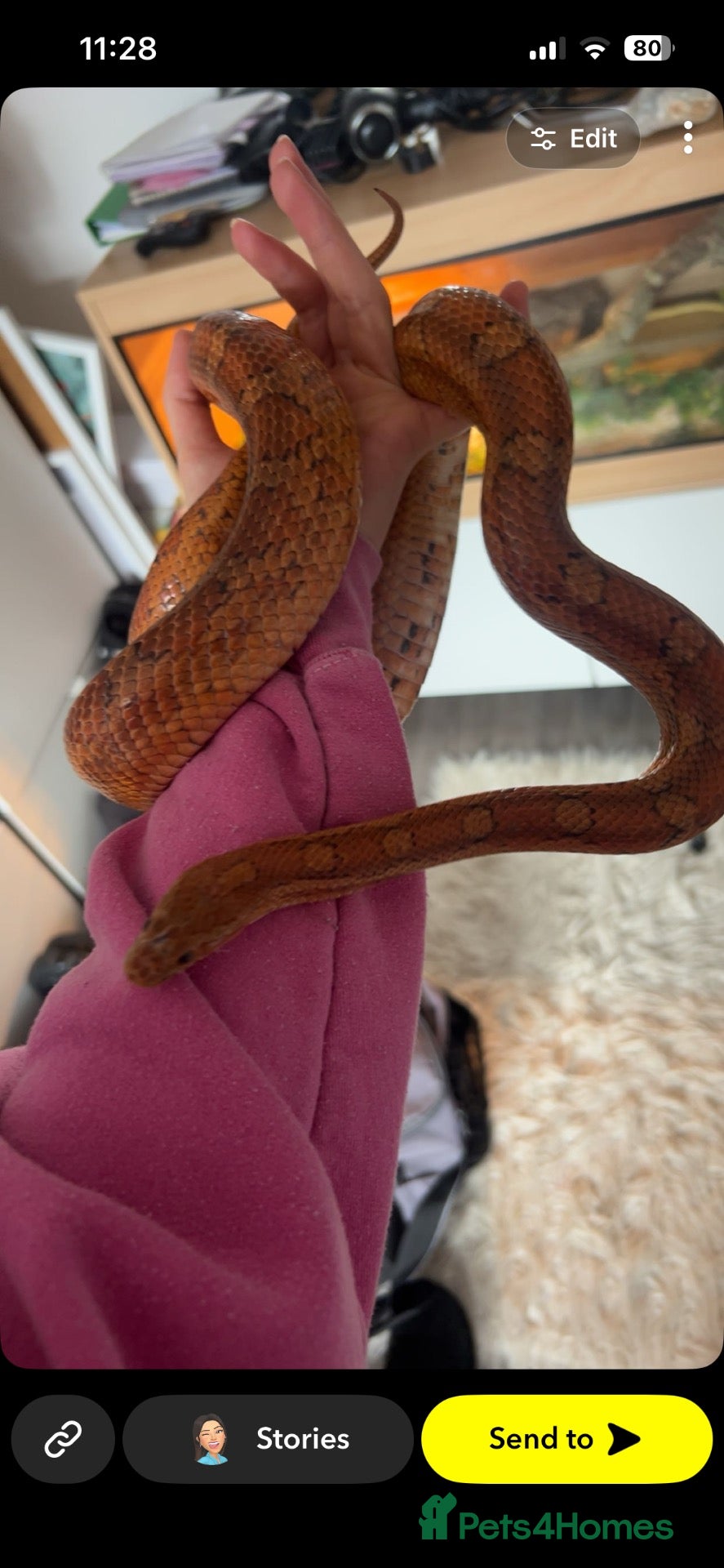Corn Snake reptiles Female Corn snake - Advert 1