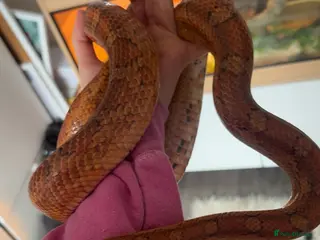 Female Corn Snake Reptiles for sale | Pets4Homes