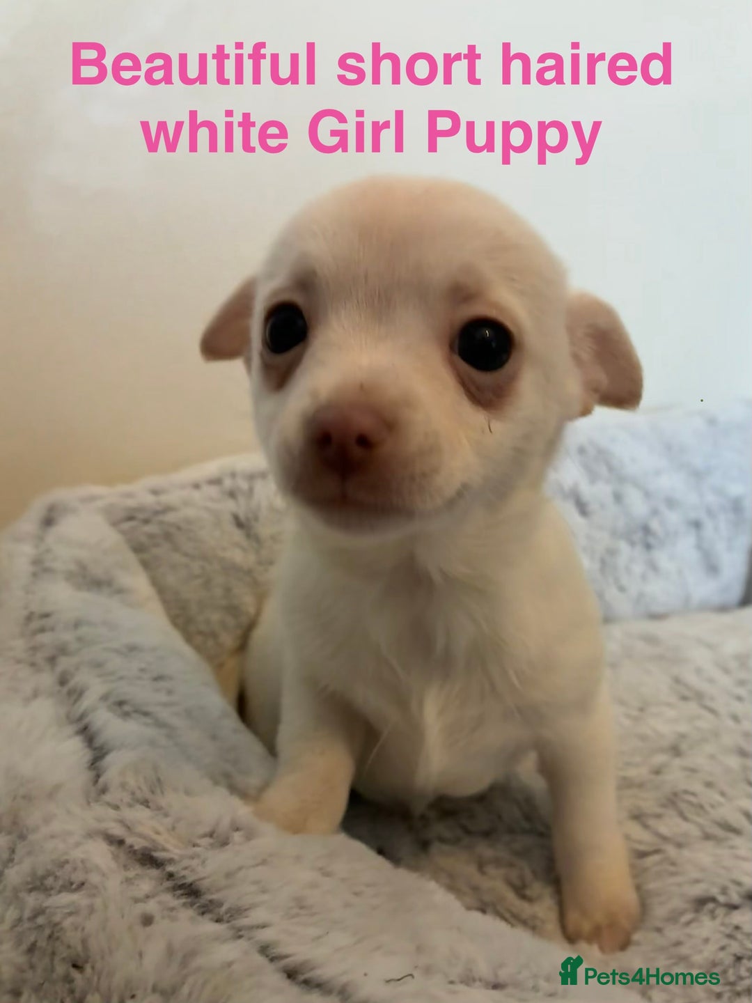 Chihuahua dogs for sale: 4 Beautiful Chihuahua Puppies for Sale 🐶 - Advert 6