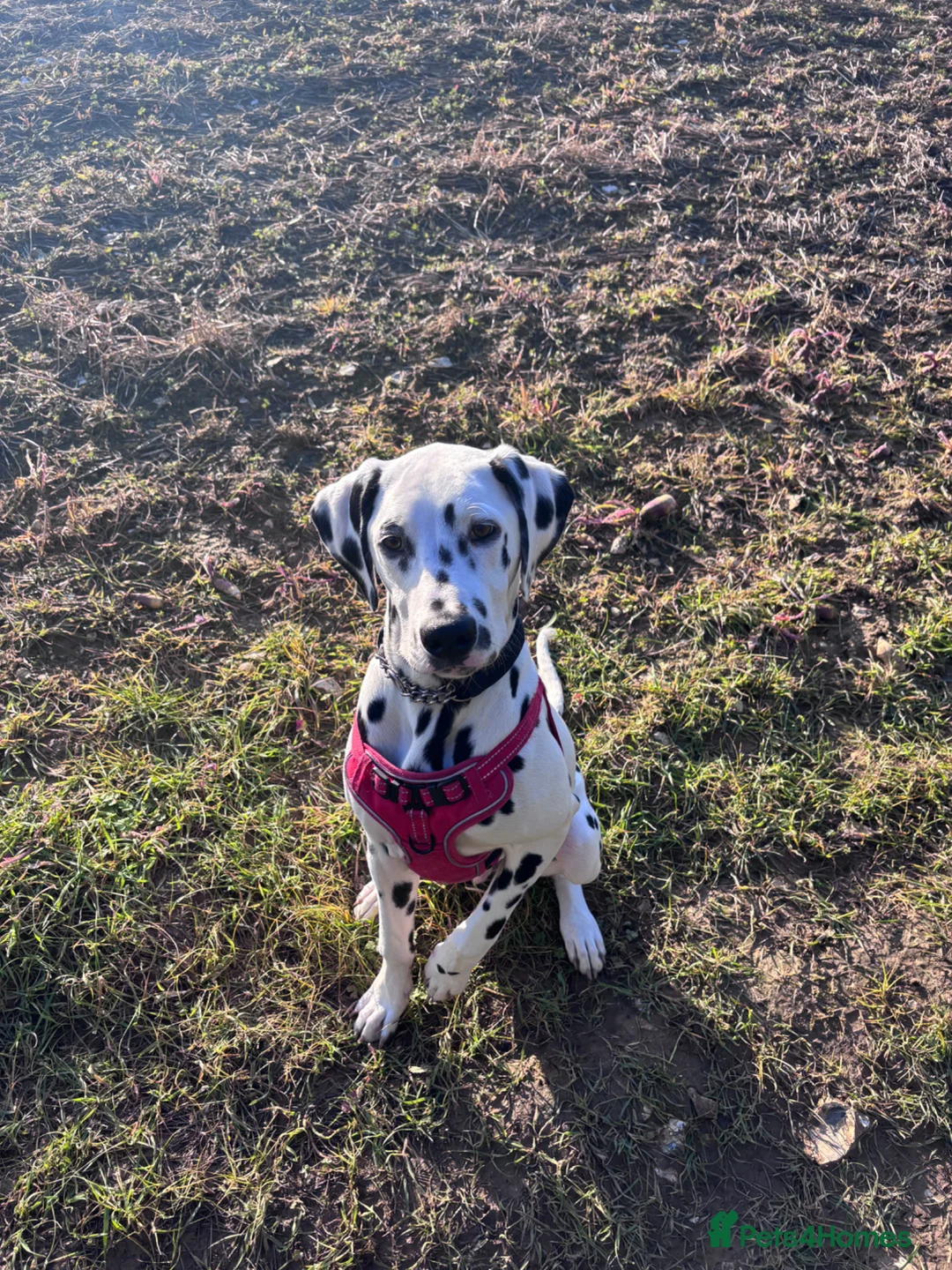 Dalmatian dogs for sale: Loving Dalmatian Pup Looking for His Forever Home - Advert 1
