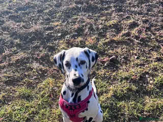 Dalmatian dogs Loving Dalmatian Pup Looking for His Forever Home - Advert 1