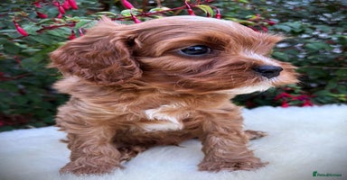 Cavapoo dogs - Advert 7