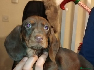 Dachshund dogs Dachshund puppies - Advert 12