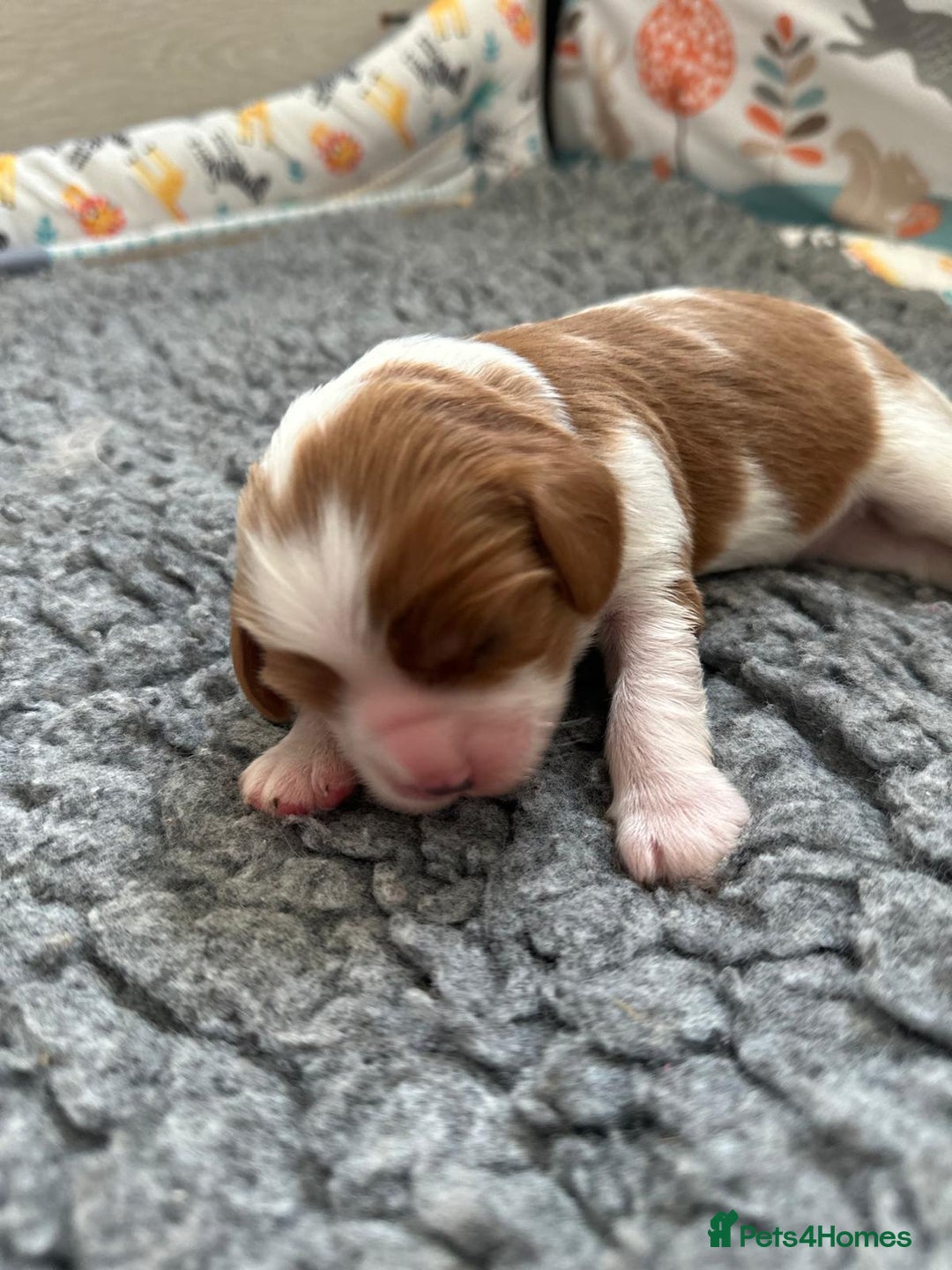 Cavalier King Charles Spaniel dogs for sale: Fully Health Tested Male CKCS Puppies - Image 12