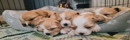 Cavachon dogs for sale: 5 GORGEOUS CAVACHONS  - Advert 1