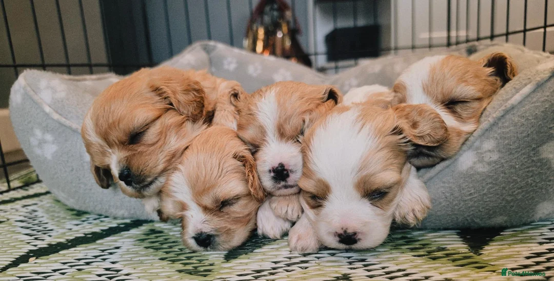 Cavachon dogs for sale: 5 GORGEOUS CAVACHONS  - Advert 1