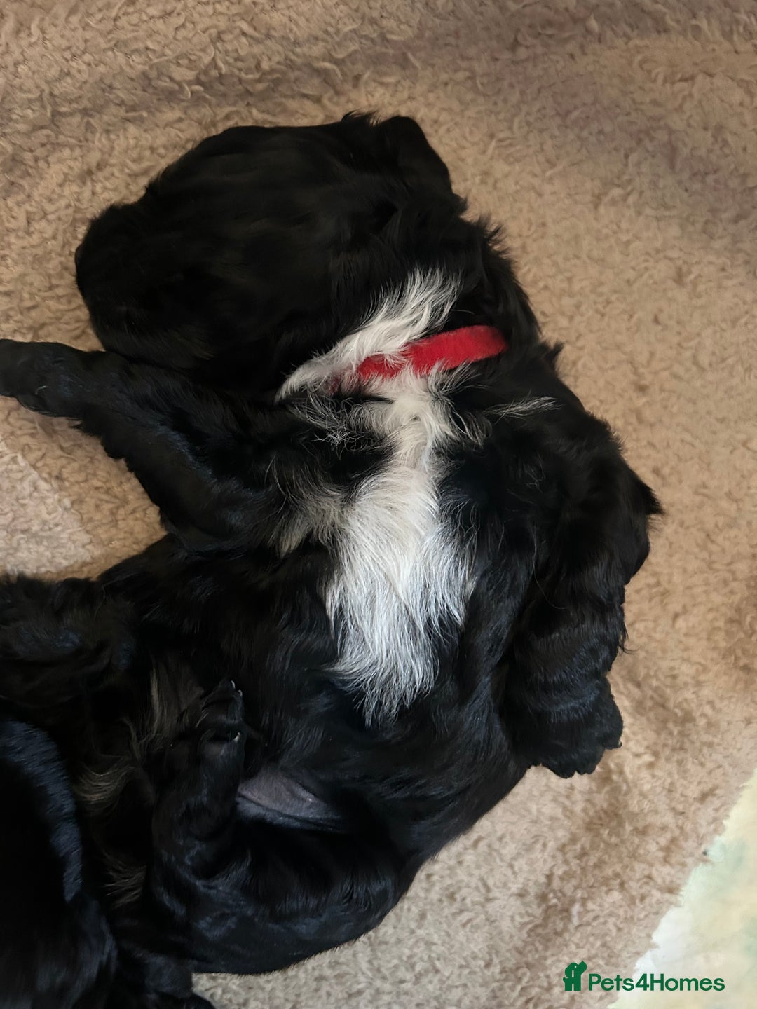 Cockapoo dogs for sale: Beautiful f2 cockapoo pups - Advert 16
