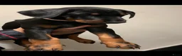 Dobermann dogs for sale: Royal KC Doberman puppies  - Advert 8