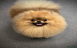 Pomeranian dogs for sale: Beautiful Pomeranian male for forever home  - Image 8