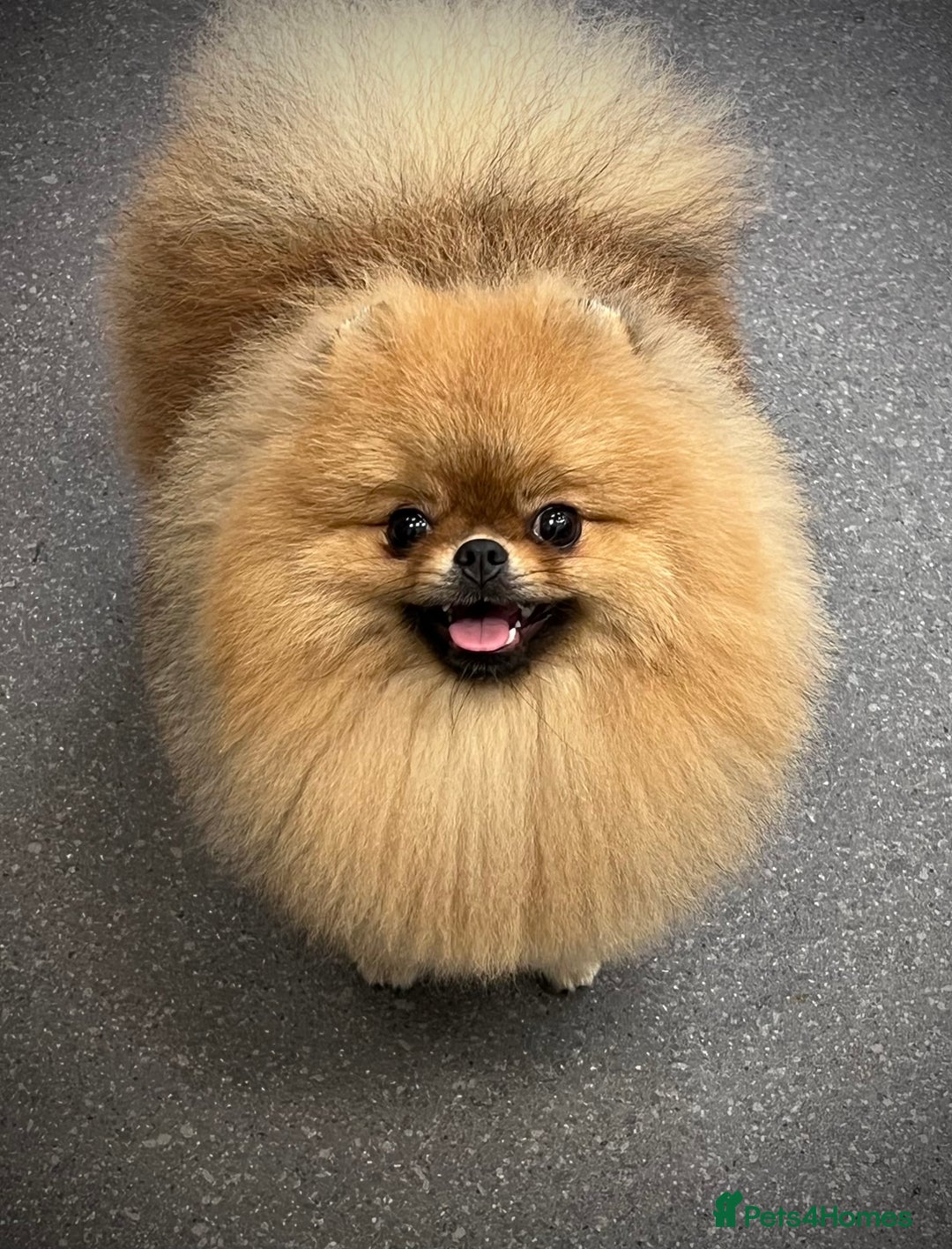 Pomeranian dogs for sale: Beautiful Pomeranian male for forever home  - Image 8