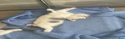 British Shorthair cats for sale: Last 2 boys BSH GCCF  - Advert 8