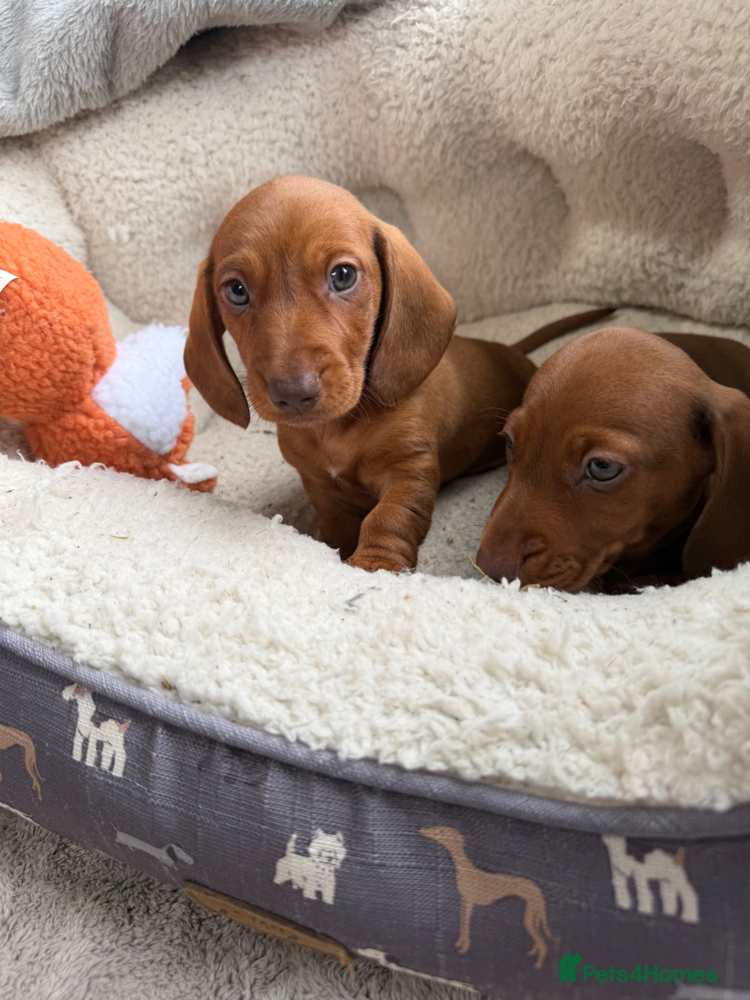 Dachshund dogs Dachshund puppies 🐾 - Advert 3