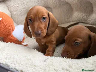 Dachshund dogs Dachshund puppies 🐾 - Advert 3