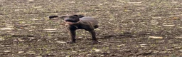 Whippet dogs for sale: 7 months whippet - Advert 1