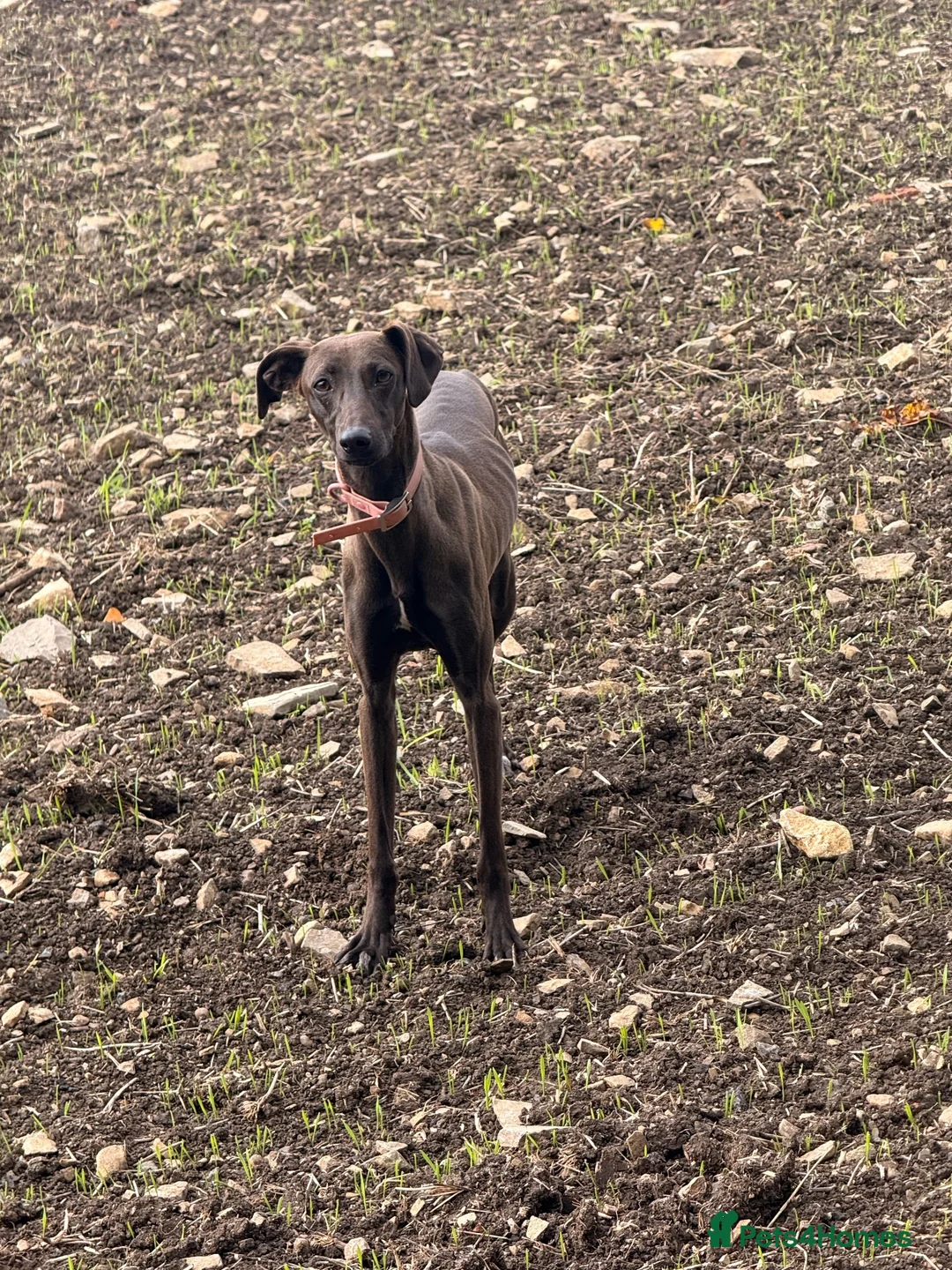 Whippet dogs for sale: 7 months whippet - Advert 1