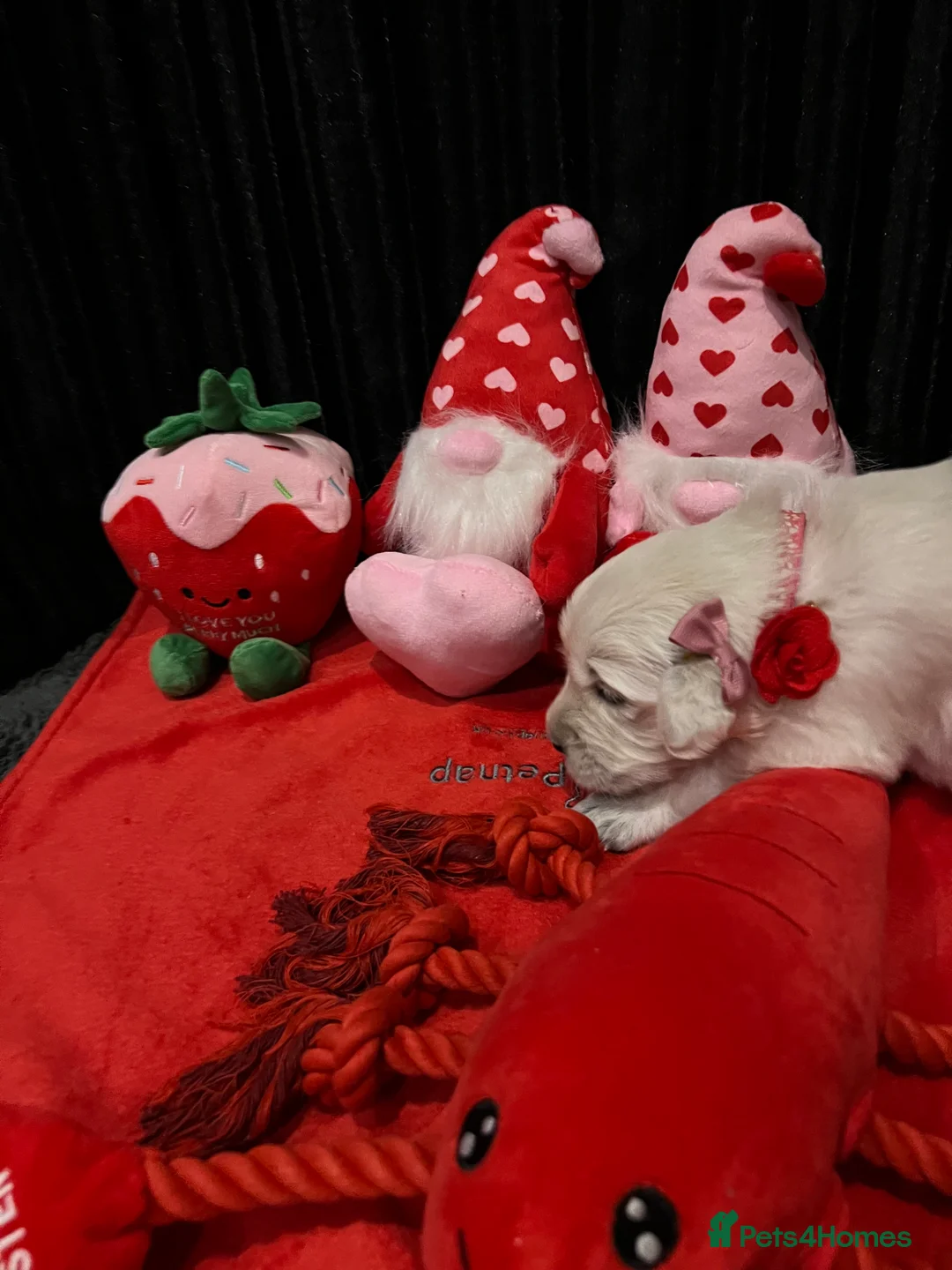 Golden Retriever dogs for sale: Exceptional Show Champion Litter   - Advert 16