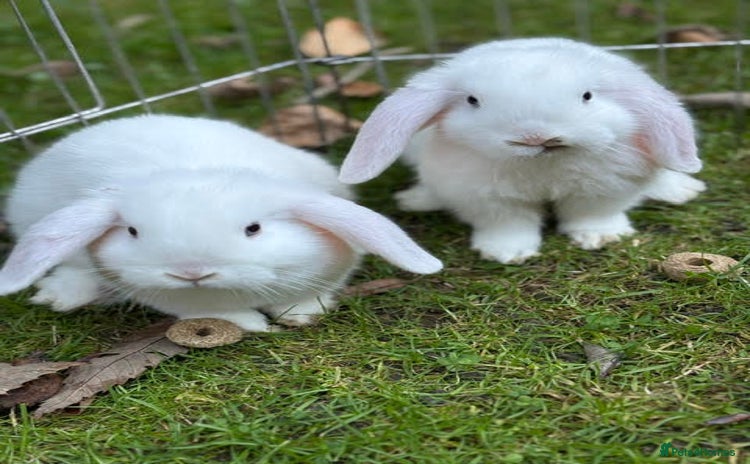 Mini Lop rabbits - Advert 2