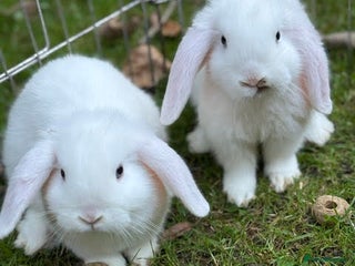 Mini Lop rabbits - Advert 21