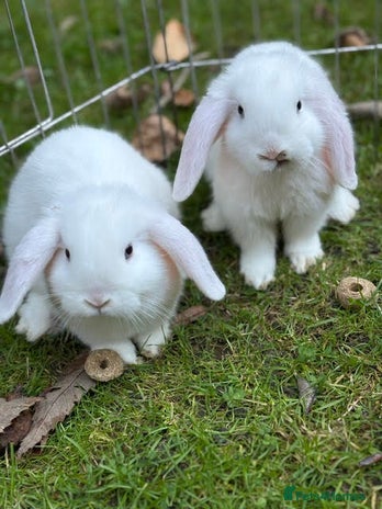 Mini Lop rabbits - Advert 12