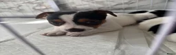 Jack Russell dogs for sale: 8 tradational Jack Russell puppys  - Advert 39