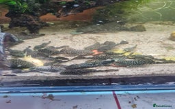 Plecos fish for sale: Bristlenose baby plecos for sale  - Image 2