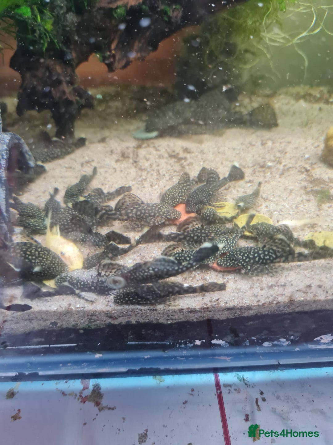 Plecos fish for sale: Bristlenose baby plecos for sale  - Image 2