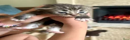 Mixed Breed cats for sale: Silver Tabby Exotic Kittens For Sale - Advert 3