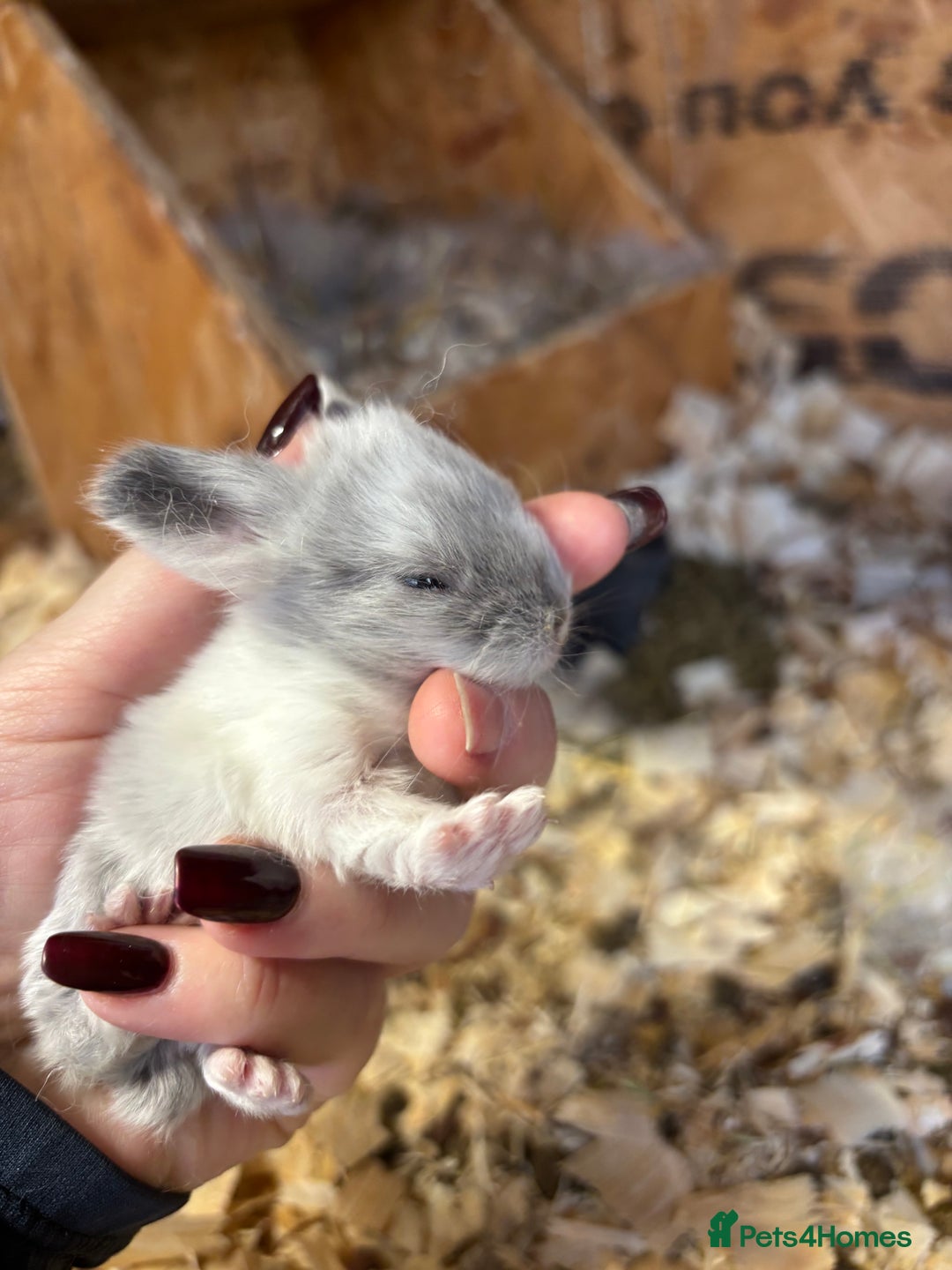 Mini Lop rabbits for sale: White & Grey Mini Lops - Advert 15