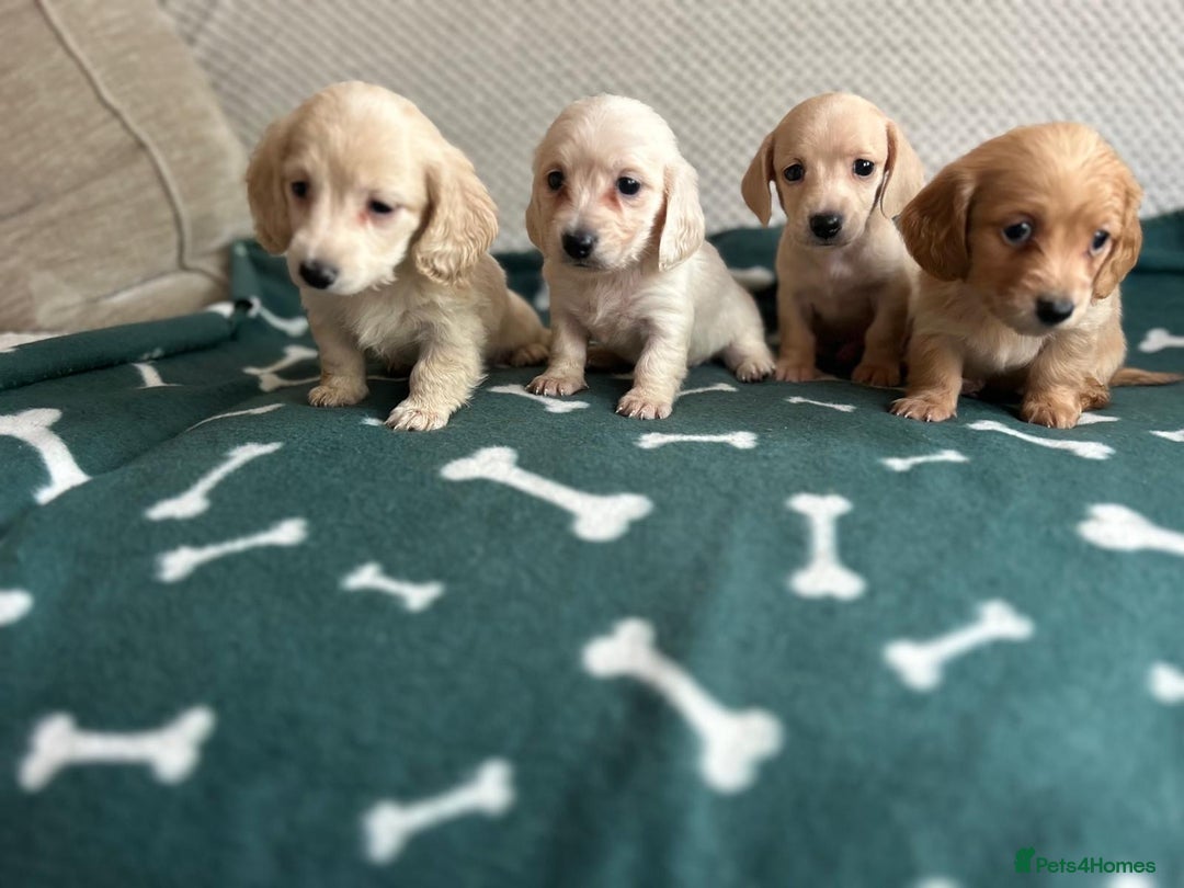 Miniature Dachshund dogs for sale: ***long haired mini dachshunds **** - Image 8