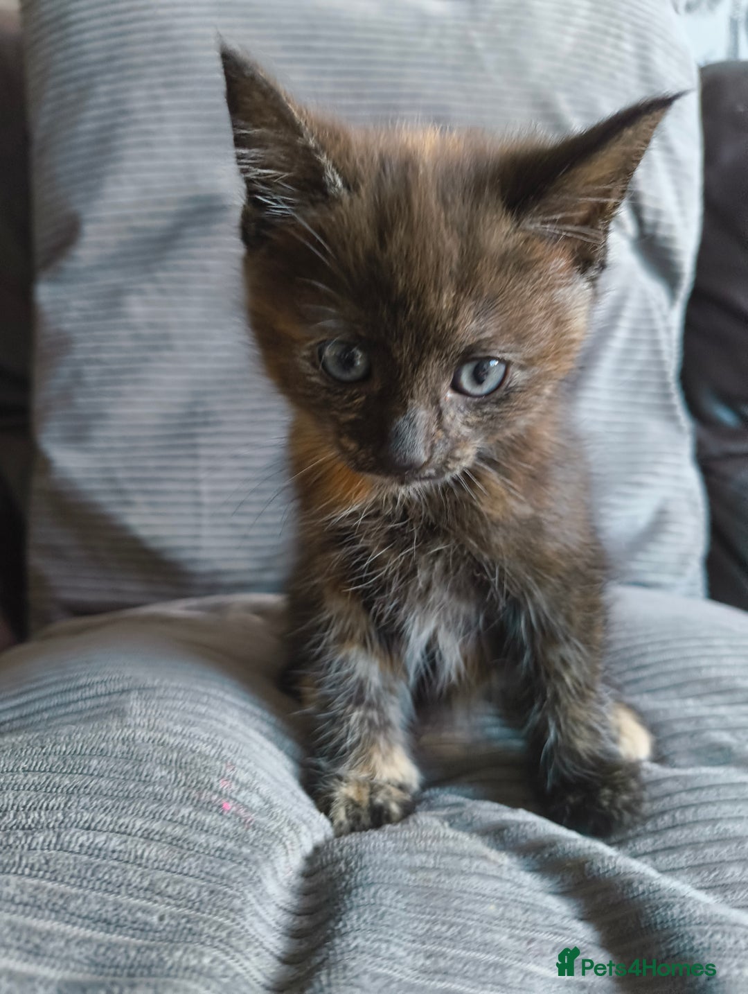 Mixed Breed cats for sale: I have 4 kittens  - Image 16