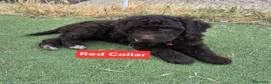 Cockapoo 2