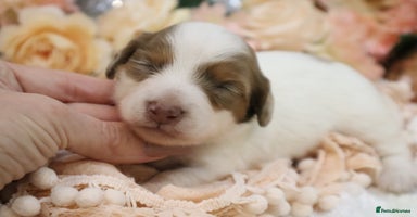 Miniature Dachshund dogs KC Longhair Miniature Dachshund Puppies - Advert 4