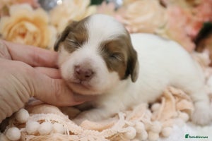 Miniature Dachshund dogs KC Longhair Miniature Dachshund Puppies - Advert 4