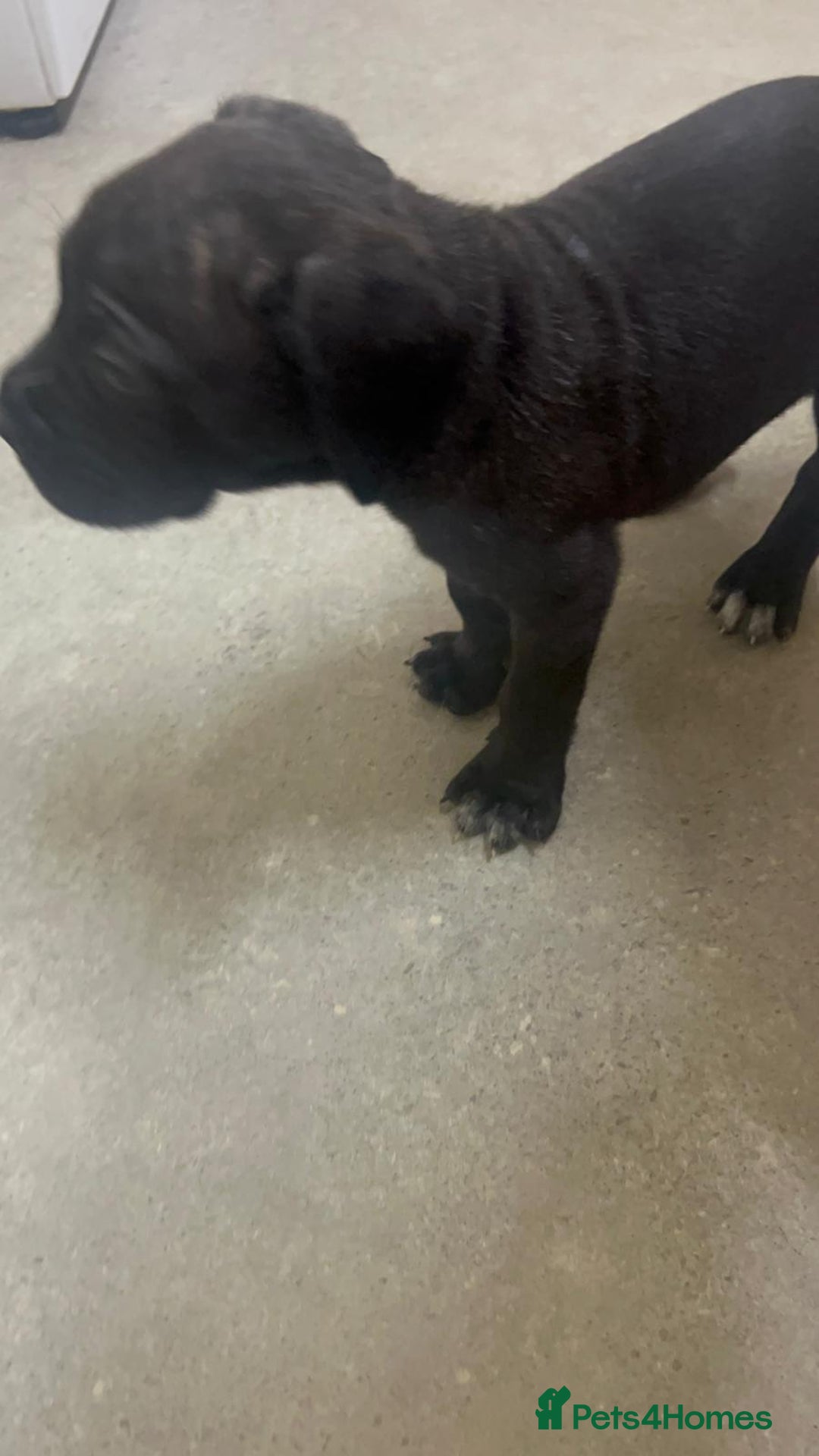 Cane Corso dogs for sale: Cane corso puppys - Image 1