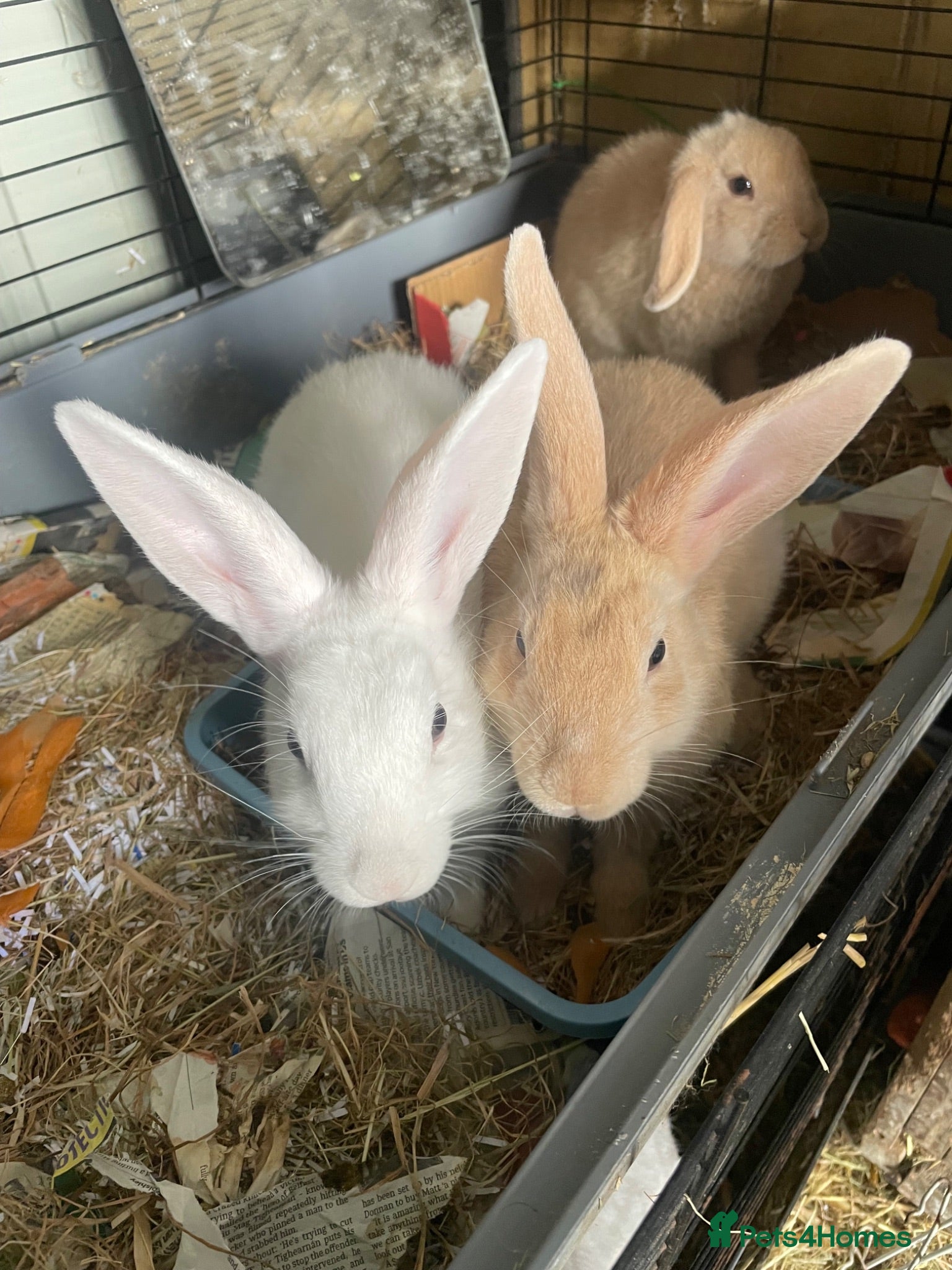 Mini Lop rabbits X2Mini Lop Bunnies - Advert 10