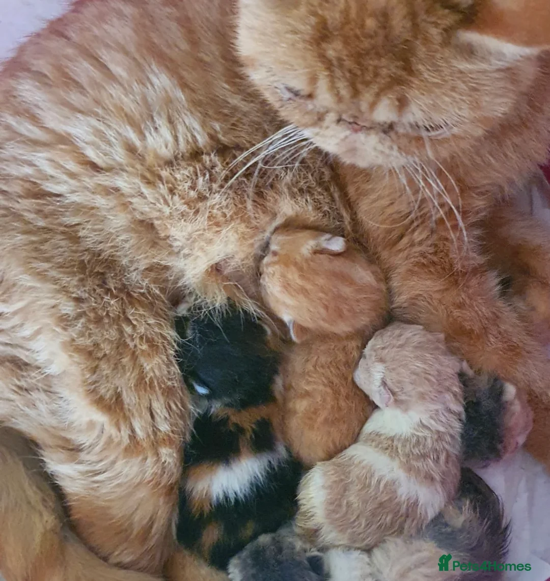 Exotic cats for sale: Show Quality Exotic kittens (TICA) - Advert 9
