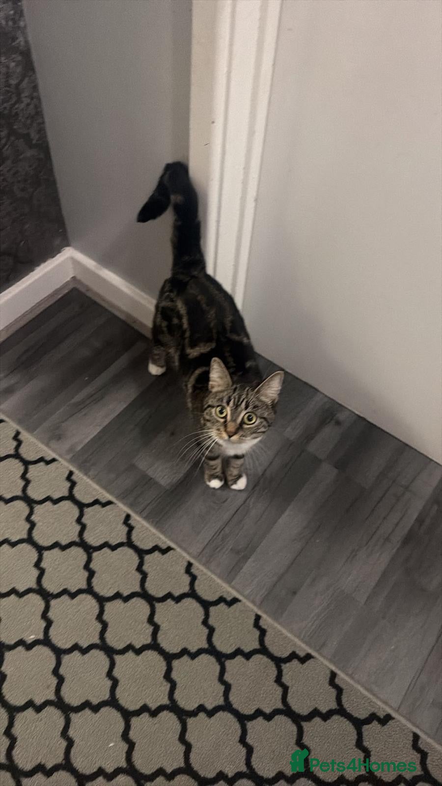 Mixed Breed cats Meet Lala  - Advert 1