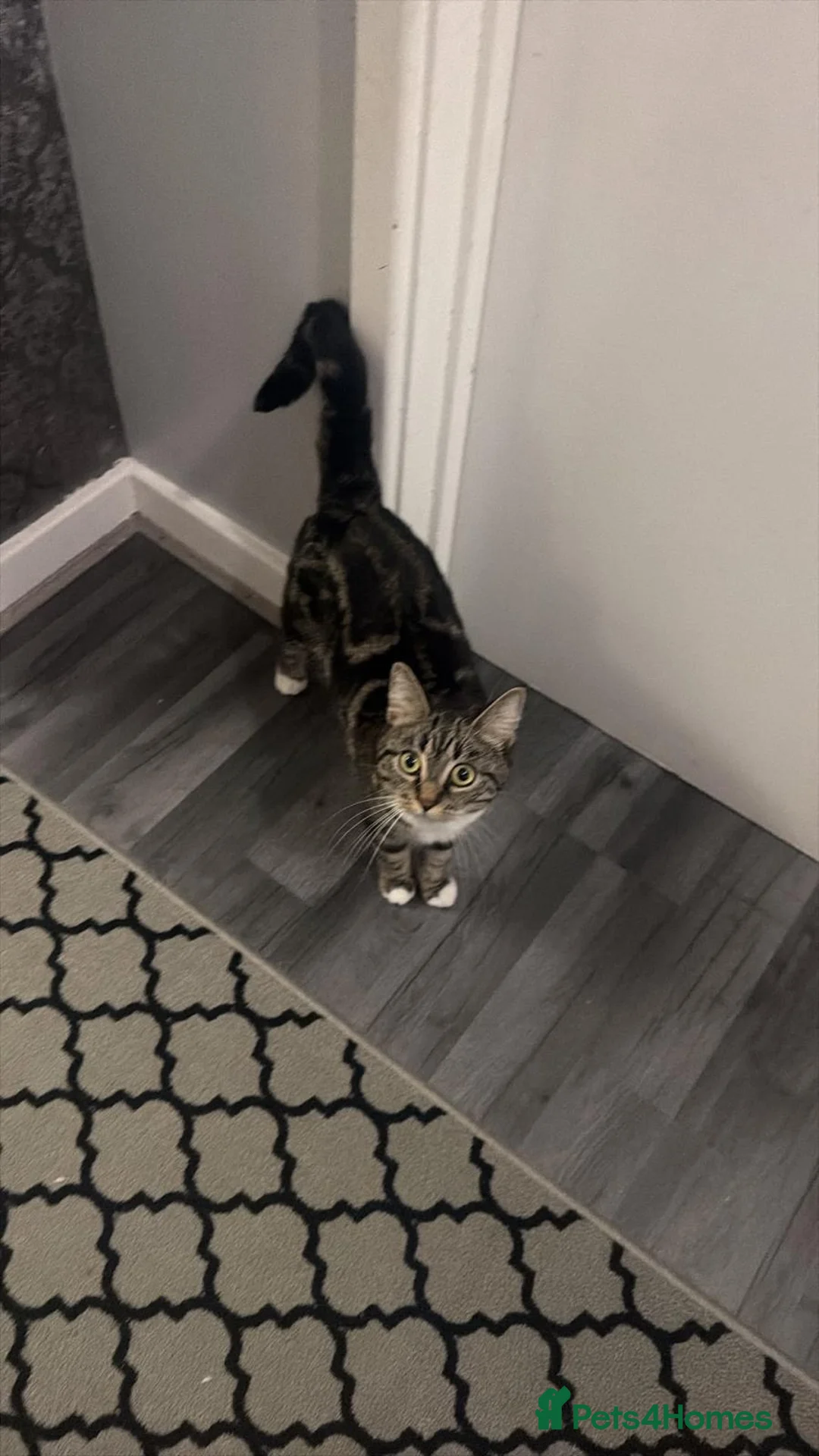 Mixed Breed cats for sale: Meet Lala  - Advert 1