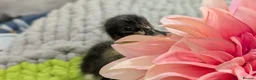 Ducks poultry for sale: Our gorgeous little ducklings have arrived! 🥰🐣 - Advert 13