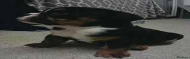 English Bulldog 4