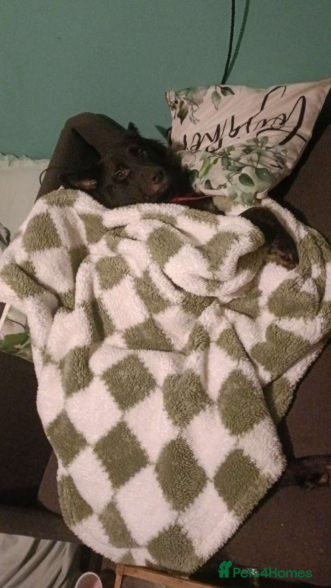 Mixed Breed dogs for sale: Beautiful male buster  - Advert 5