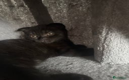 Scottish Fold cats for sale: Stunning Scottish fold and straight kittens - Image 12