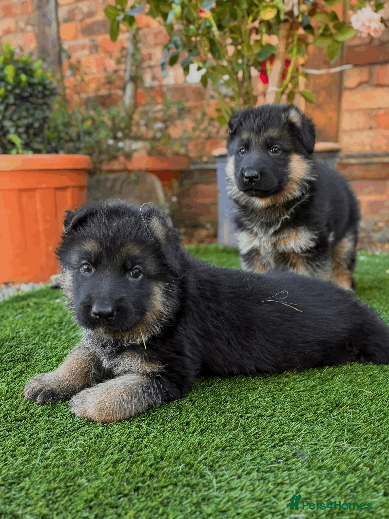 German Shepherd dogs striking gsd puppies - Advert 19