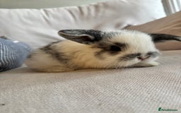 Mini Lop rabbits for sale: Mini lop babies - Image 4