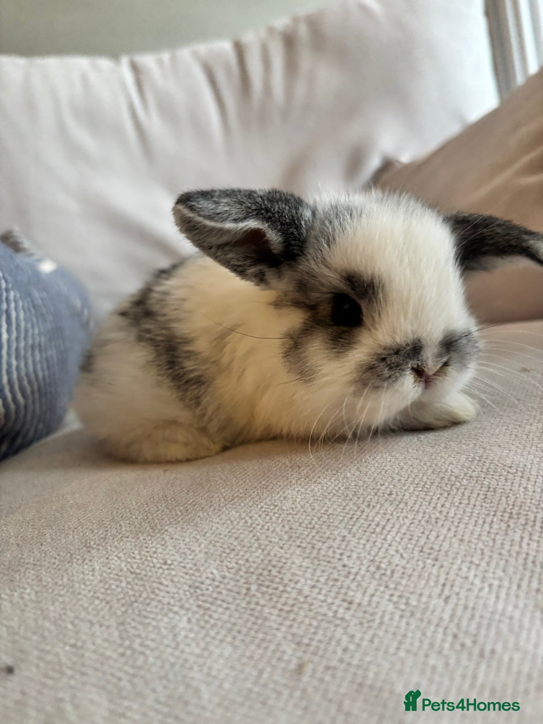 Mini Lop rabbits for sale: Mini lop babies - Image 4